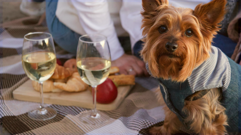 Sip, Sniff & Find Your Furever Baby