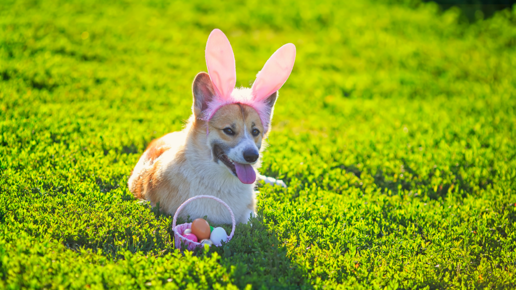 K-9 Kountry Eggstravaganza