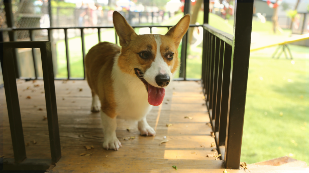 Corgi June Play Date