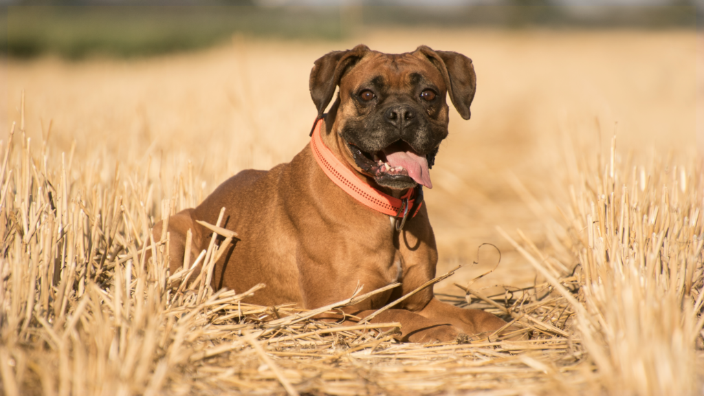 Smarty Paws Rat Pack Spring Trial