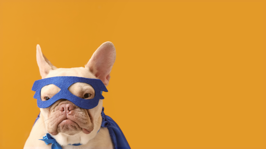 Disney Hero’s vs Villians Dog Fashion Show