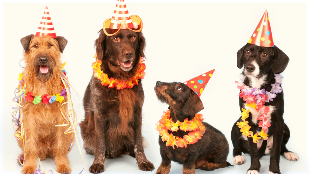 Bowwow Meow Summer Bash