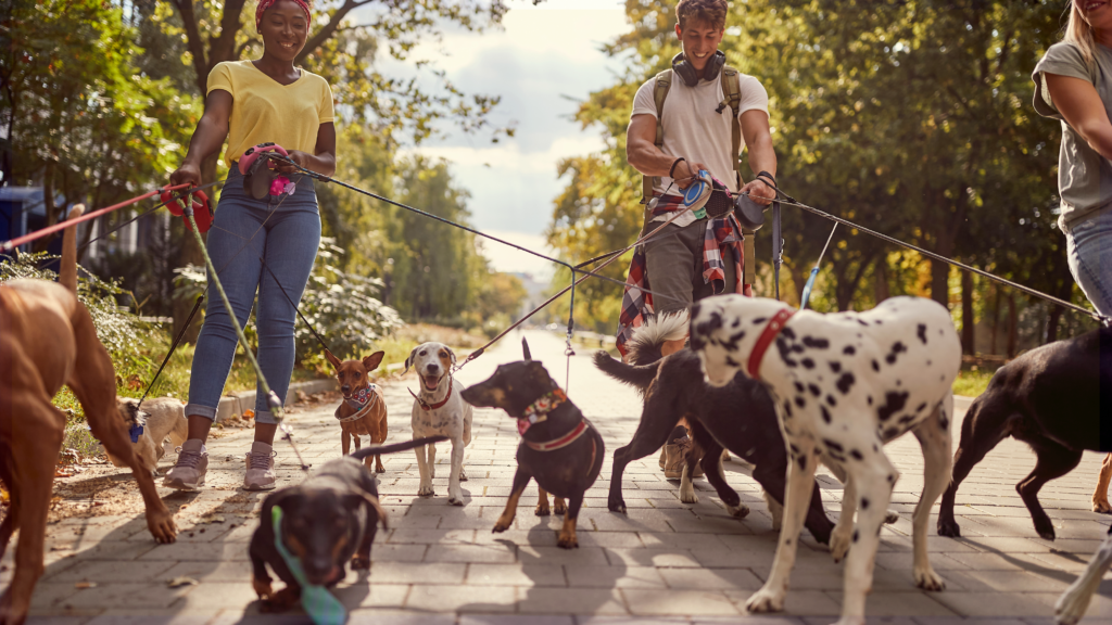 Sunday Group Dog Walks