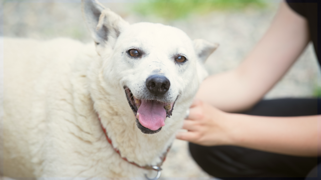 Paws Patrol LV Adoption Event