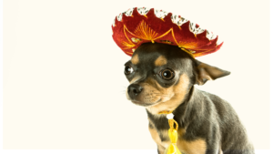 Viva Taco Fest & Chihuahua Pageant