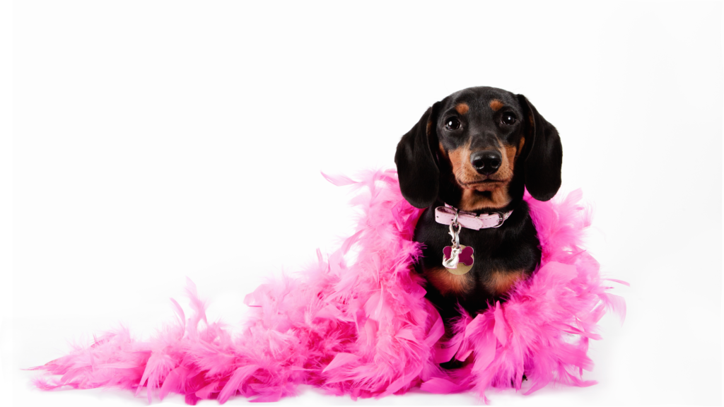 Devil Wears Pawda Pet Fashion Show