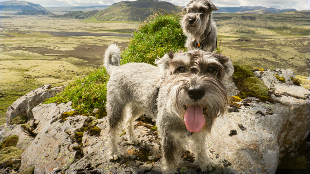 Las Vegas Schnauzer Meet Up