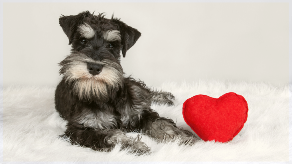 Dog Echocardiagram Clinic