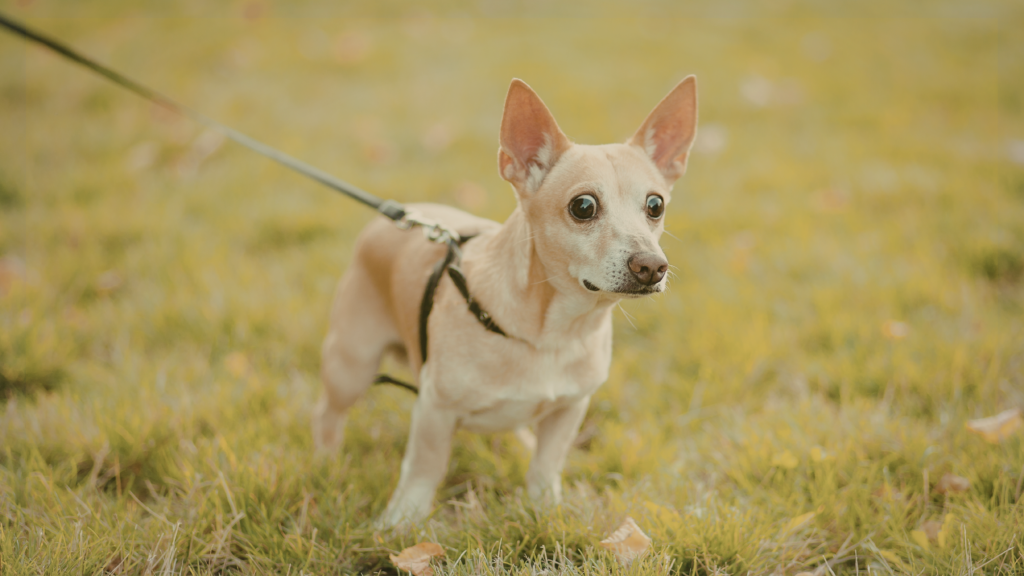 Connor and Millie’s Adoption Event