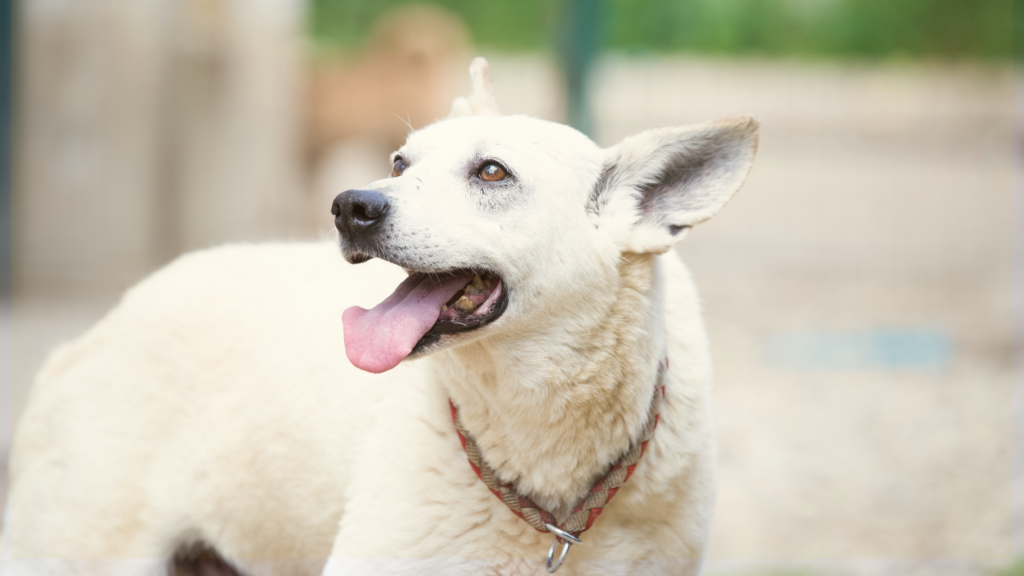 Dawg House Rescuers Adoption