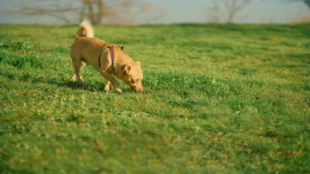 NACSW Odor Recognition Test