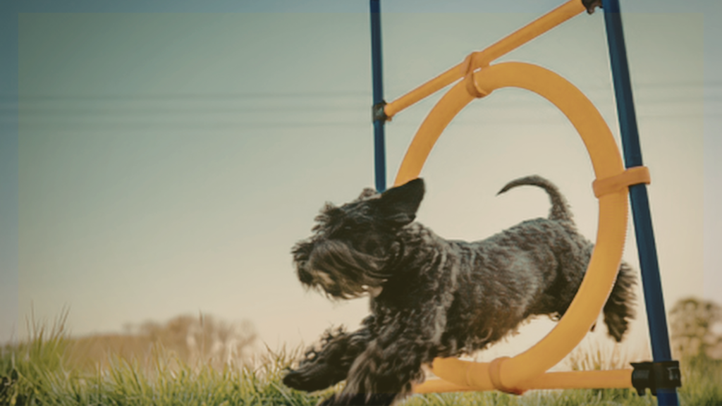 GACGLV December AKC Agility Trial