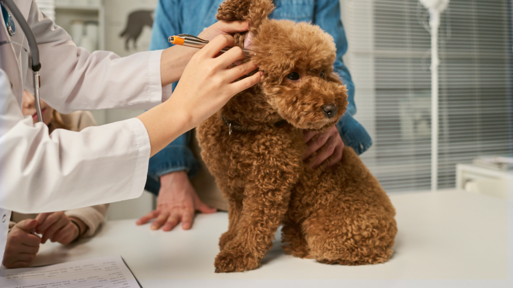 Duffield Pet Wellness Clinic Free Services – Dayton