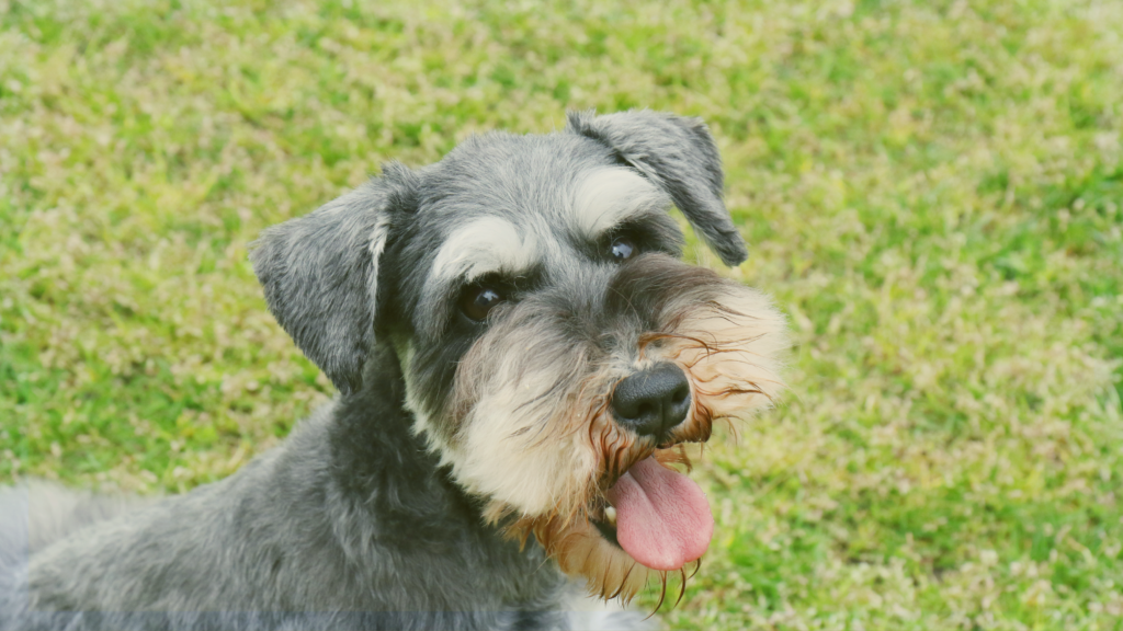 Vegas Schnauzer Meetup