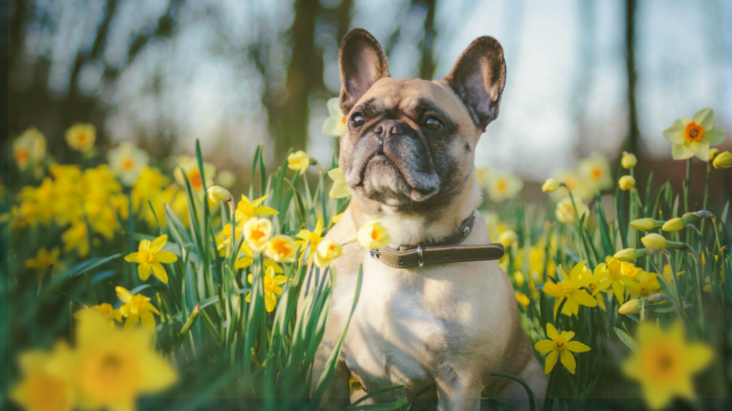 Small Dog Meetup – Pint Size Pooches