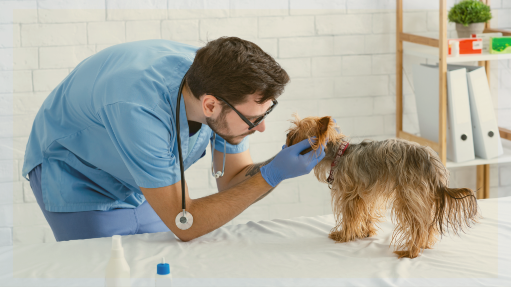$5 Microchip Clinic