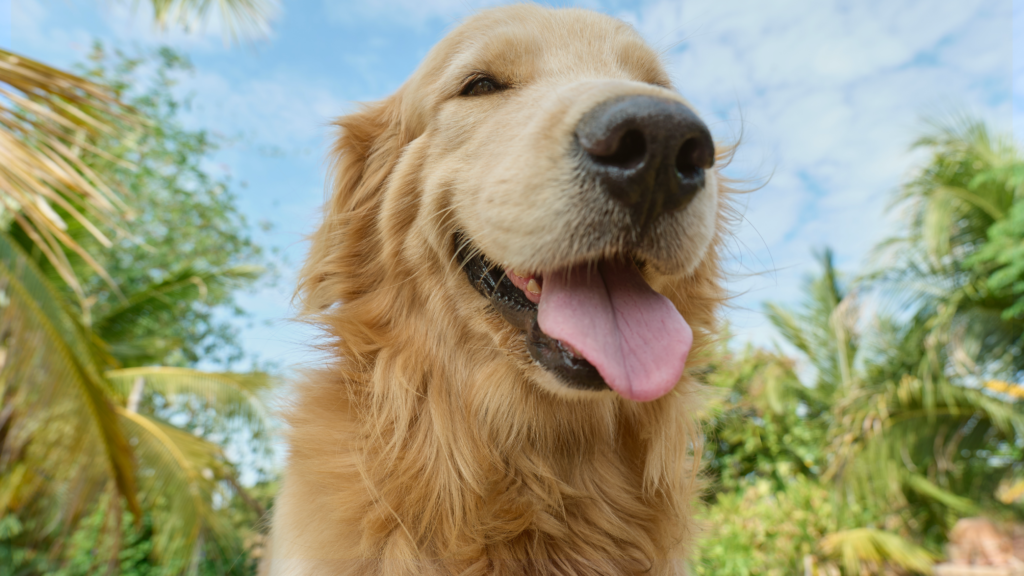 Golden Retriever Breed Meetup