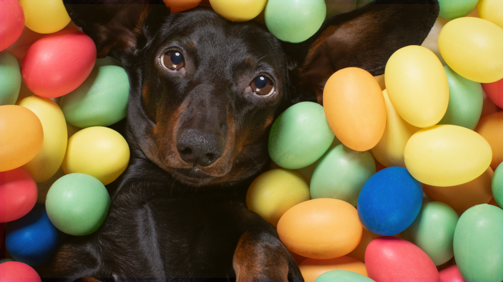 Eggstravaganza at Paws In Charge