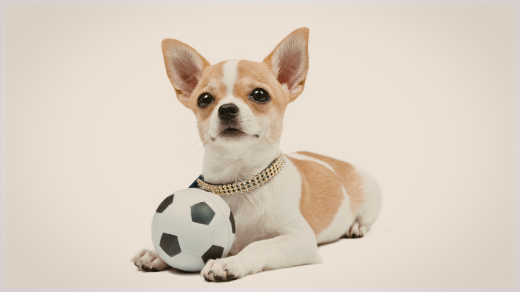 Paws In Charge Small Dog Adoption