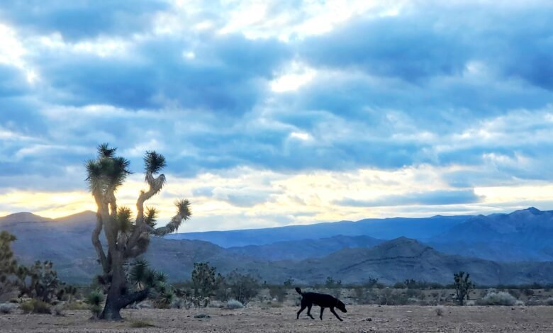 Image Credit: @roadiesramble