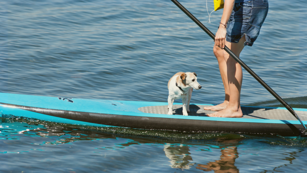 Doggie Paddle Play Day