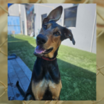 Image Source: Nevada SPCA