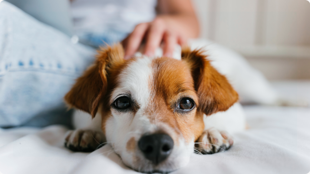 Forgotten Dogs Rescue Adoption Event