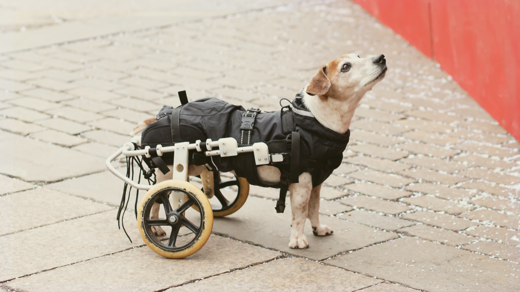 Wag N’ Wheels 2026 at Reno Public Market
