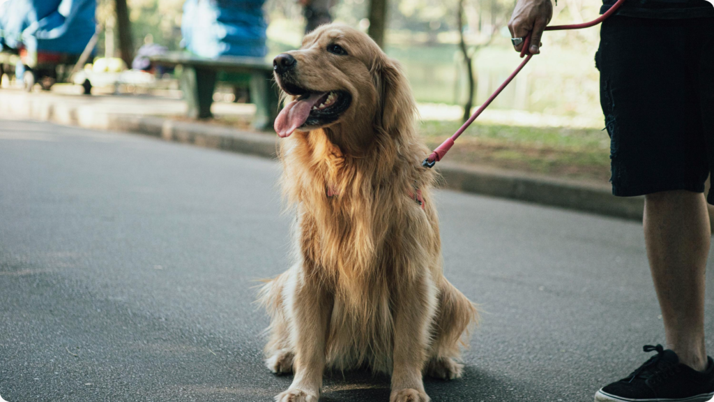 Paws & Purpose