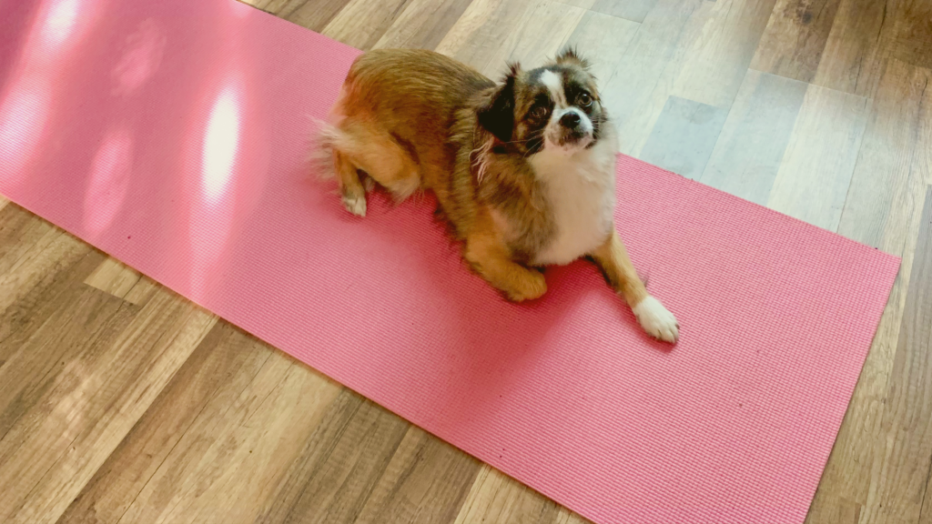 Storm’s Form Yoga