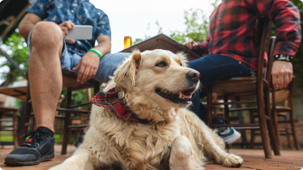 Pour for Paws