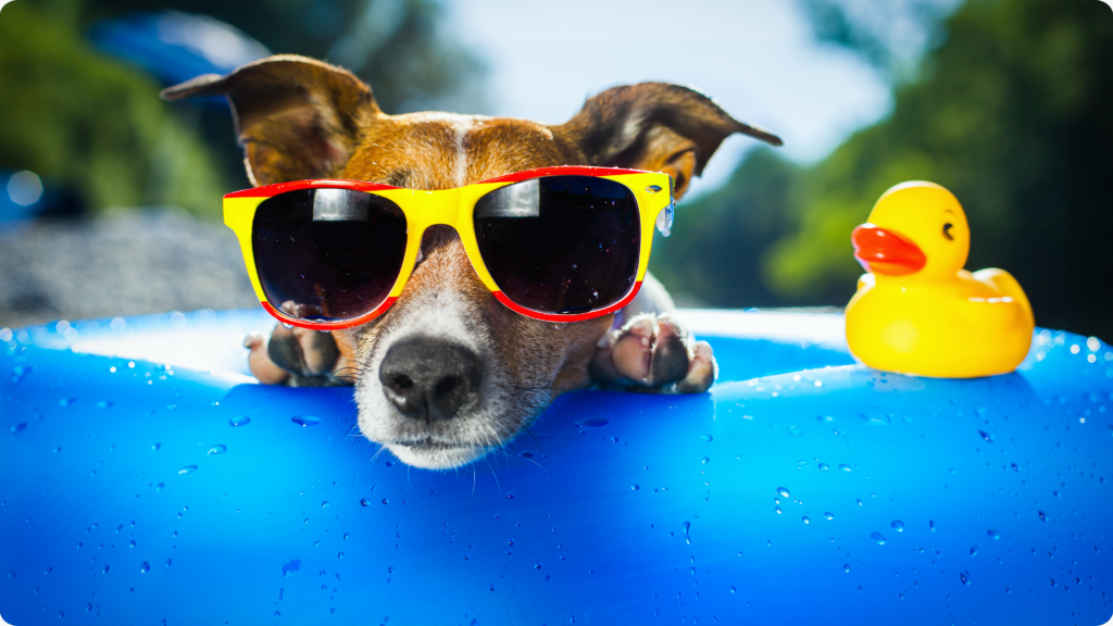 Wagging Swim’wear Pet Fashion Show Contest
