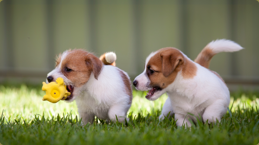 Puppy Play Date!