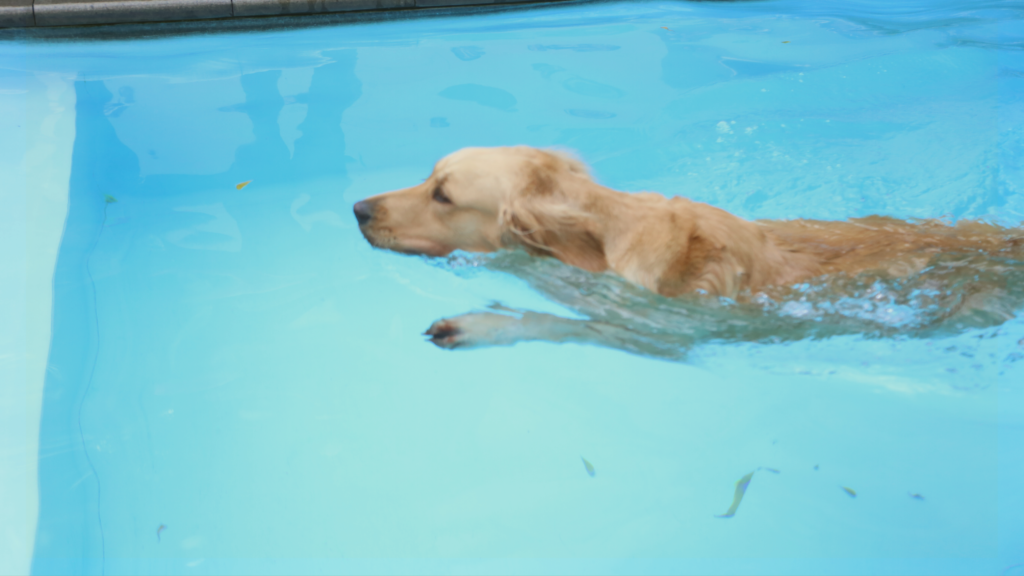 Soggy Doggy Pool Party
