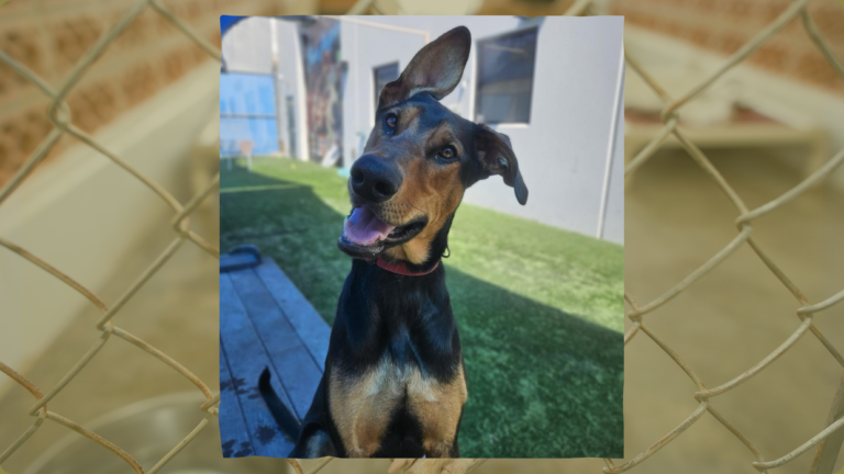Image Source: Nevada SPCA