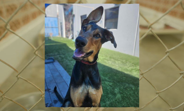 Image Source: Nevada SPCA