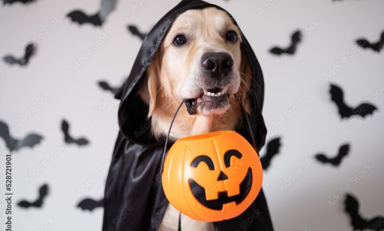 A dog dressed in a witch costume for Halloween. A golden retriever sits on a white background with bats and holds a candy pumpkin-shaped bucket in his teeth.