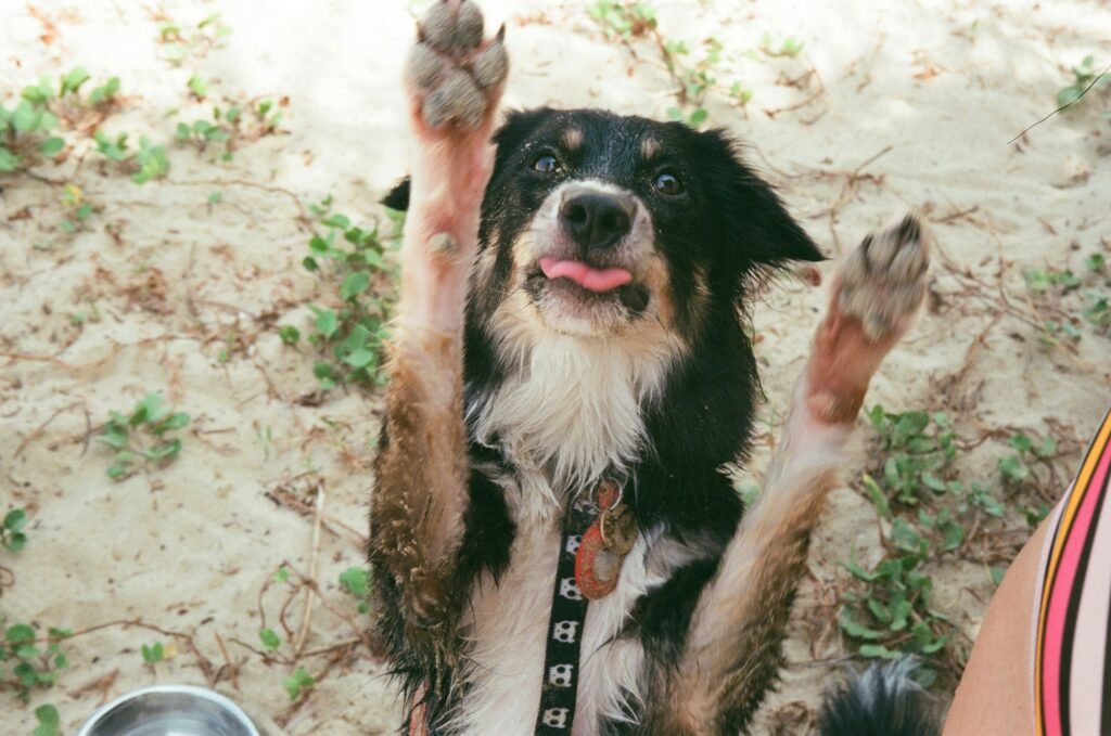 Why Is My Dog Licking His Paws?