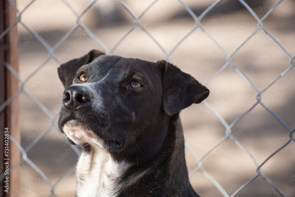 An animal shelter or pound is a place where stray, lost, abandoned or surrendered animals ,mostly dogs and cats are housed.