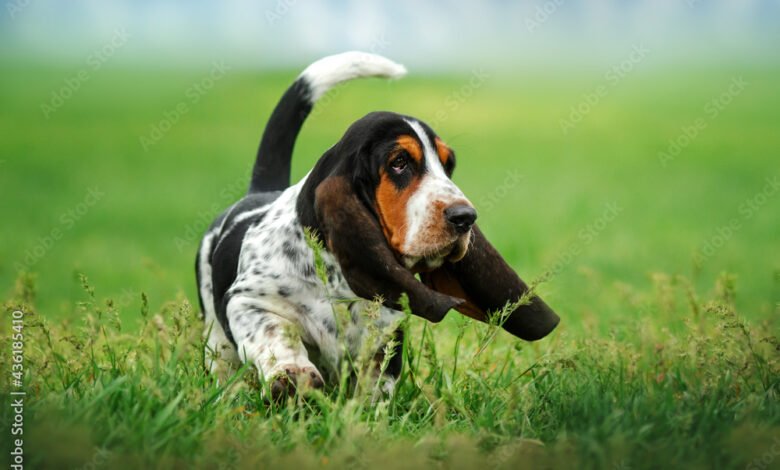 basset hound funny puppy pet on a spring walk dog portrait