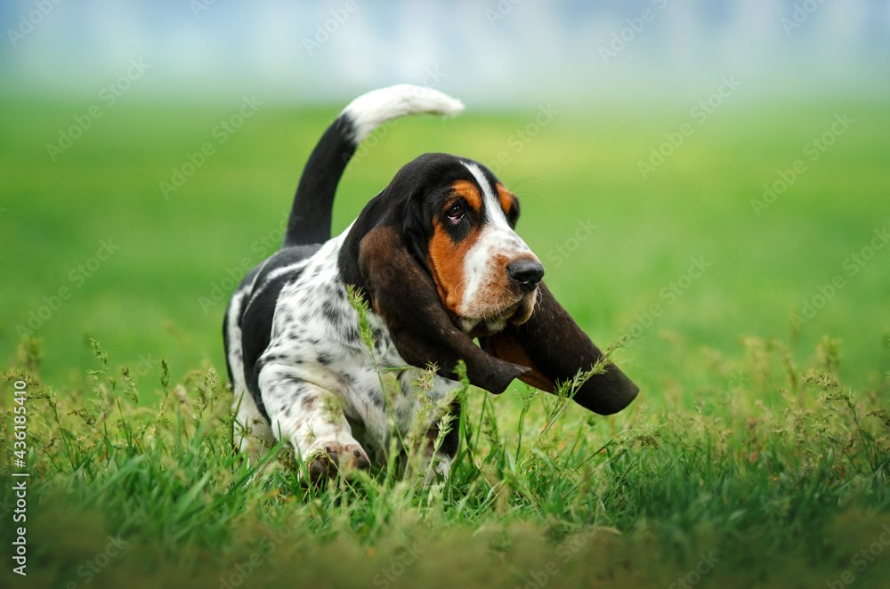 Long Dog Breed Meetup