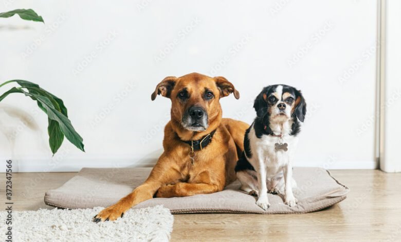Big brown dog and small spotted dog in apartment