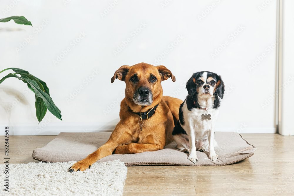 Connor and Millie’s Adoption Event