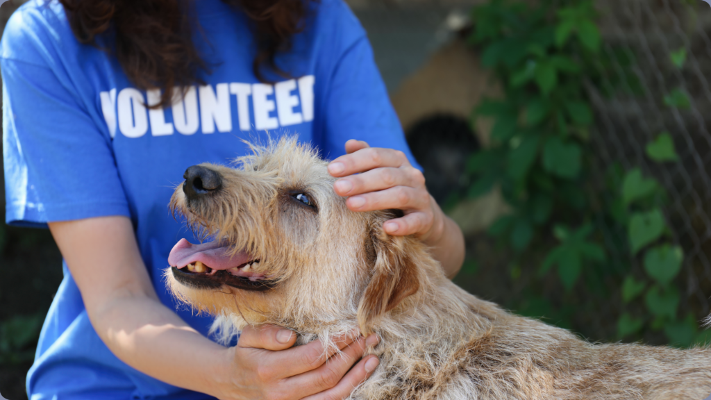 A Second Chance. A Forever Home Adoption