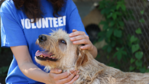 Lyon County Animal Services Adoption Event