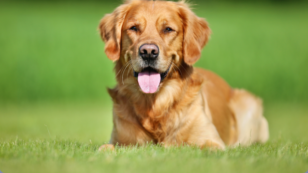 VOODOO Brewing Company Adoption Event