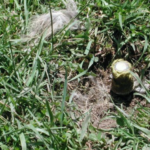 Cynanide Bomb - Image Credit: NPR News - Ctr for Biological Diversity
