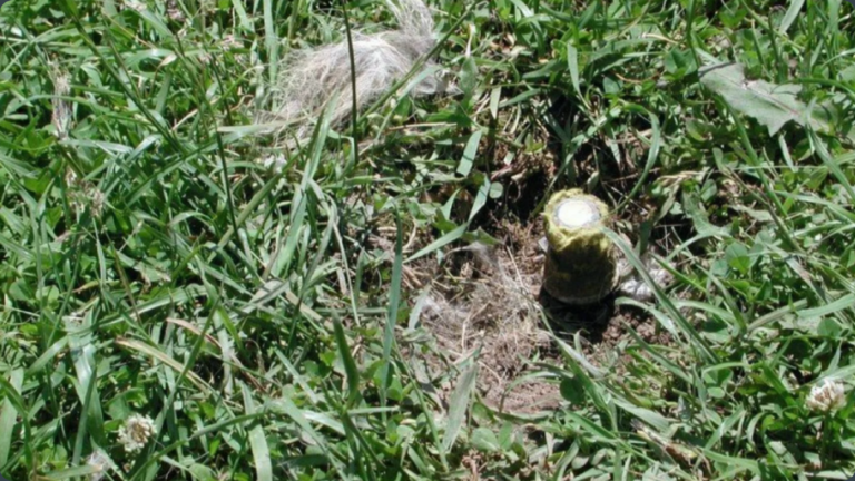 Cynanide Bomb - Image Credit: NPR News - Ctr for Biological Diversity
