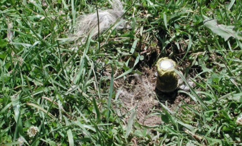 Cynanide Bomb - Image Credit: NPR News - Ctr for Biological Diversity