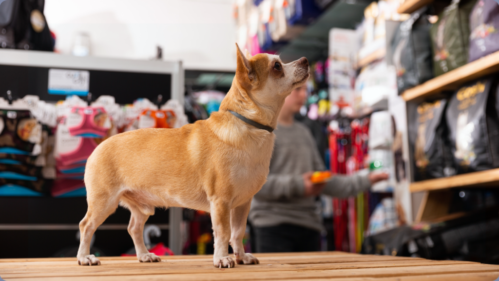 Dog Days of Summer Market – Pups & Popsicles